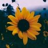 sunflower_36